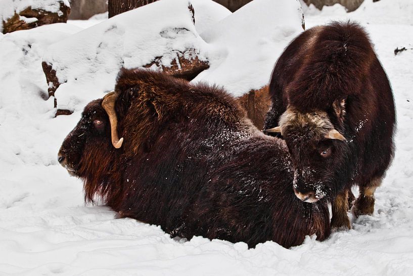 Un groupe de bœufs musqués poilus gît dans la neige, animaux du grand nord. par Michael Semenov