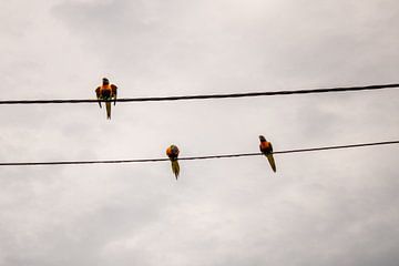 Papageien auf elektrischem Draht von ellen