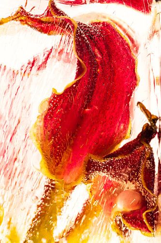 Gloriosa dans la glace 1