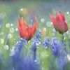 Tulpjes en blauwe druifjes in een bont mengsel, dromerige sfeer, flowerpower van simone opdam