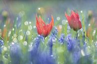 Tulpjes en blauwe druifjes in een bont mengsel, dromerige sfeer, flowerpower van simone opdam thumbnail
