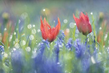Tulpen und blaue Trauben in einer bunten Mischung, verträumte Atmosphäre, Flowerpower