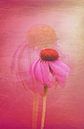 Echinacea doppel van Roswitha Lorz thumbnail