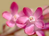 Blüten der Blut-Johannisbeere von Caroline Lichthart Miniaturansicht