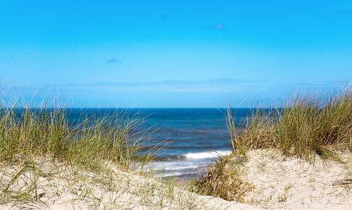 Dune
