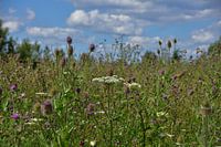 Ein Feld mit farbenfrohen Wildblumen.
