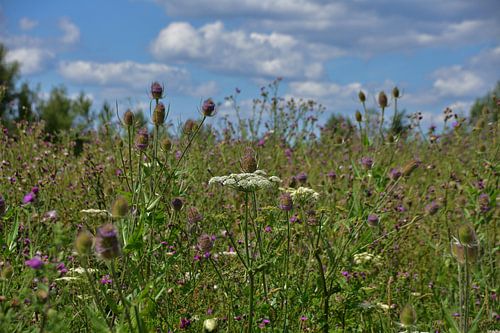 Een veld met kleurrijke wilde bloemen.