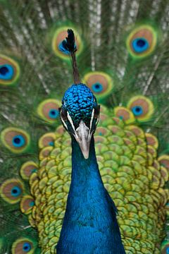 Portret van een blauwe pauw von Renate Peppenster