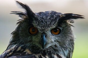 Portrait d'un hibou grand-duc