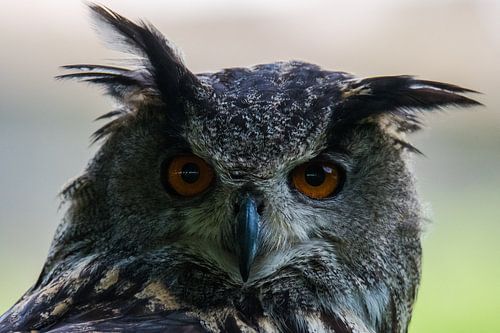 Portrait d'un hibou grand-duc