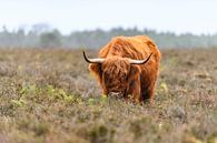 Portret van een Schotse Hooglanders in het natuurgebied van de Veluwe van Sjoerd van der Wal Fotografie thumbnail