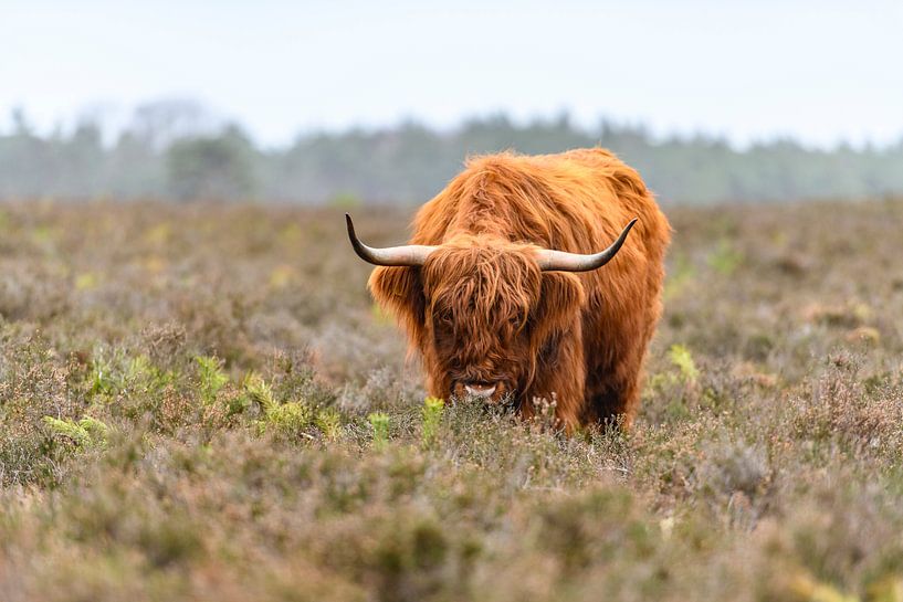 Portret van een Schotse Hooglanders in het natuurgebied van de Veluwe van Sjoerd van der Wal Fotografie