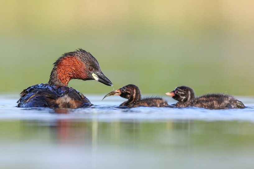 Zwergtaucher füttert seine Küken von Jasper Kok