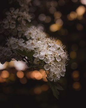 Spring blossom dark & moody van Sandra Hazes