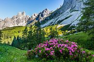 Mountain landscape "Alpenrose on the Rinderfeld II". by Coen Weesjes thumbnail
