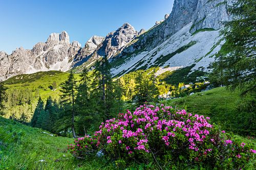Paysage de montagne "Roses des Alpes sur le Rinderfeld II". sur Coen Weesjes