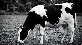 Une vache Holstein paissant paisiblement dans un pré monochrome