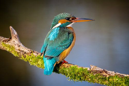 Kingfisher female