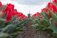 typisch Nederlands beeld