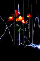 Blühende Tulpen im Zusammenspiel mit tanzenden Lichtern.