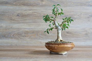 Berkenvijg, Ficus Benjamina als bonsai van Heiko Kueverling