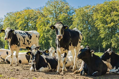 Des vaches curieuses