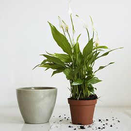 spathiphyllum 3 von Hetty Oostergetel