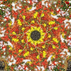 Industrial Poppies