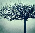 Plane tree - retrodesign van Kirsten Warner thumbnail