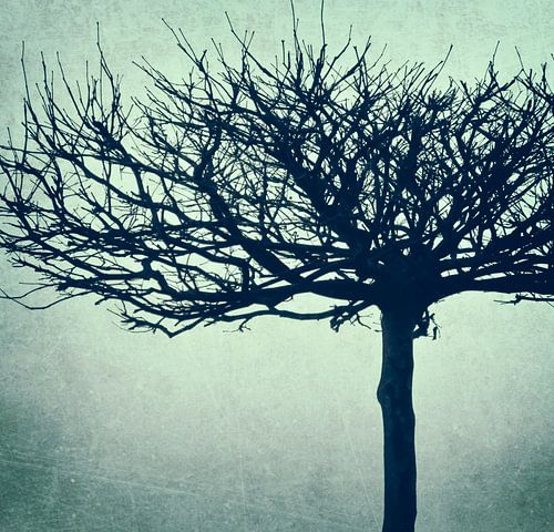 Plane tree - retrodesign