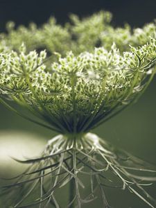 Wild Carrot by Miriam Meijer, en pleine campagne.....