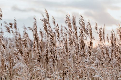 Landscape with reed. Fine art photography. Wall decoration. Moody and earth tones