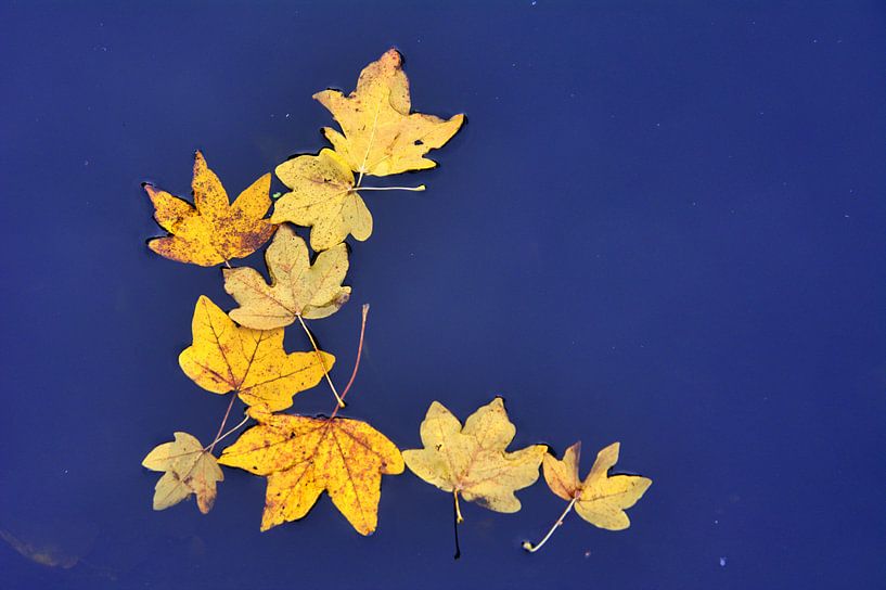 Feuille d'eau 3 par Edgar Schermaul