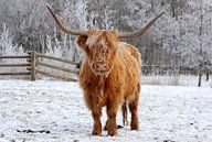 Vache par Anne Koop Aperçu