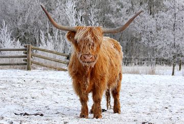 Vache sur Anne Koop