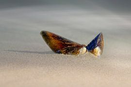 strand met schelp van een mossel in het zand van eric van der eijk