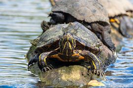 Tortue au soleil sur Alida van Luijn-Toet