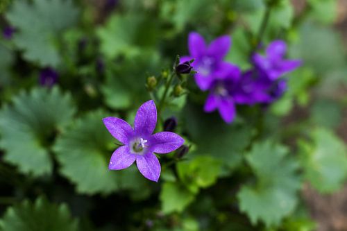 Campanule
