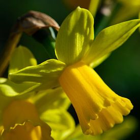 Yellow daffodils in the sun by Gerard de Zwaan