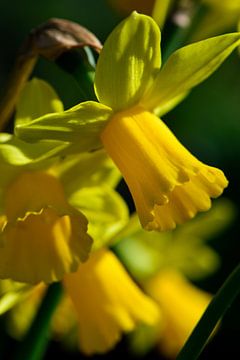 Yellow daffodils in the sun