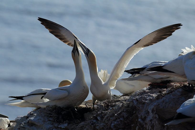 Fous de Bassan Île de Helgoland Allemagne par Frank Fichtmüller
