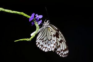 Schmetterling von Angelika Stern