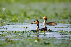 Great Crested Grebe in Danube Delta