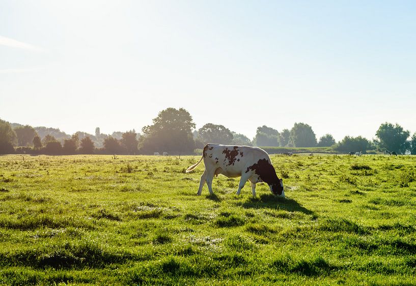Hintergrundbeleuchtung einer grasenden Kuh von Ruud Morijn