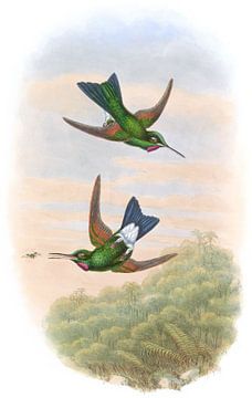 Tel Branicki's zoemende vogel, John Gould van Hummingbirds