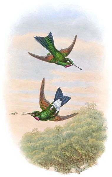 Bird-bird du comte Branicki, John Gould par Hummingbirds