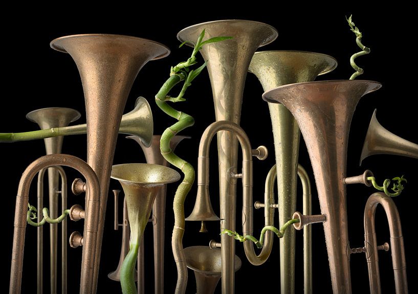 Trumpet Tree von Olaf Bruhn