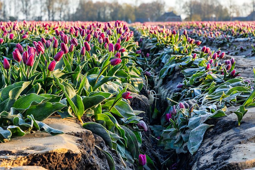 Champ de tulipes de Drenthe sur Anneke Hooijer