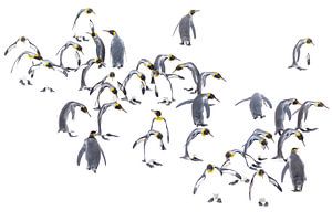 Pinguine in der Entwicklung