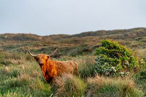 Schottische Highlander Blumenzwiebelkammer Texel